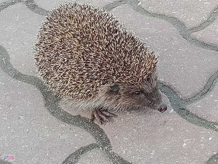 Jeżyk w mieście. Nawet pokazał pyszczek i łapki. Zdjęcie z wczorajszego ranka w Ożarowie Mazowieckim