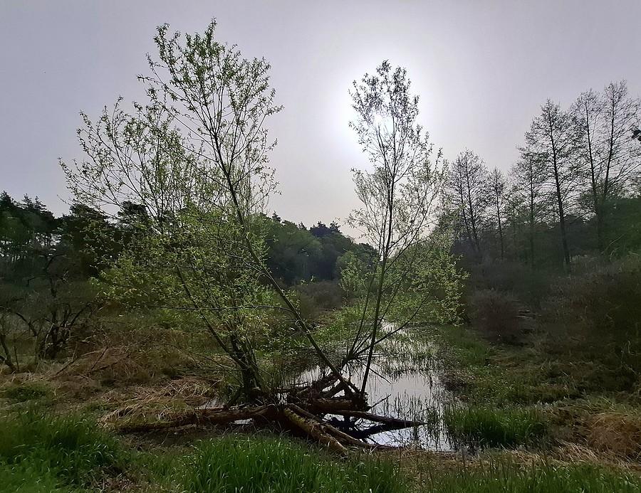 Niewyraźny poranek