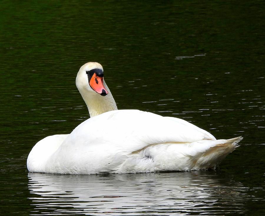 Obudzony łabędź
