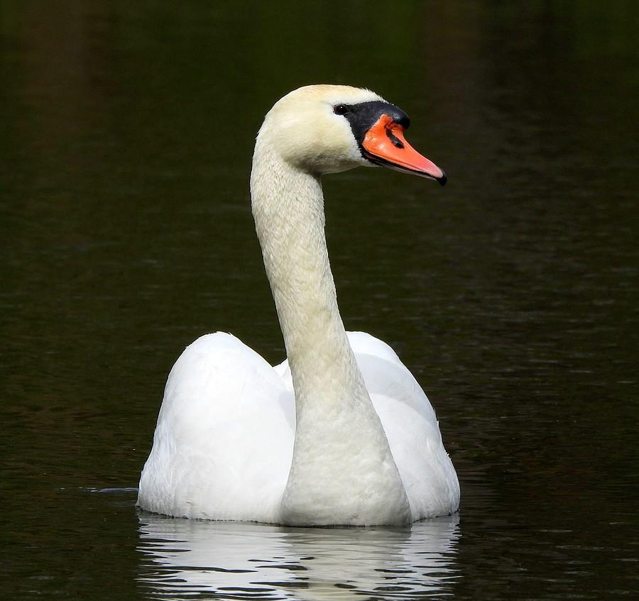 Skupiony łabędź