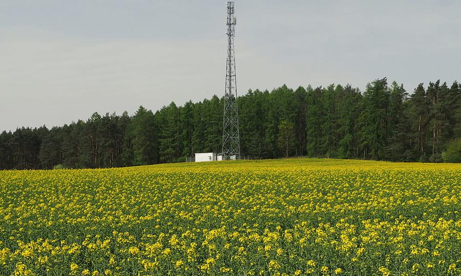 Rzepaki kwitną