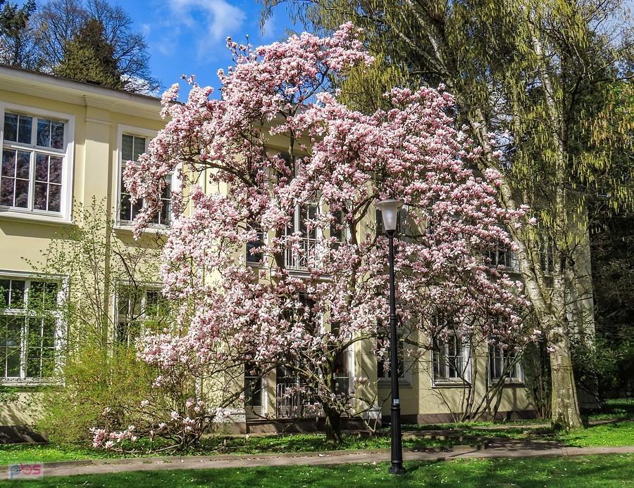 Magnolia na starym kampusie SGGW