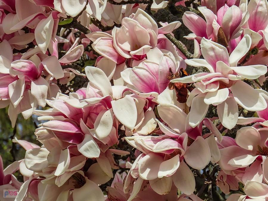 Dorodne kwiaty magnolii