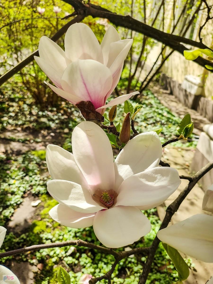 Zaglądam do środka kwiatka magnolii