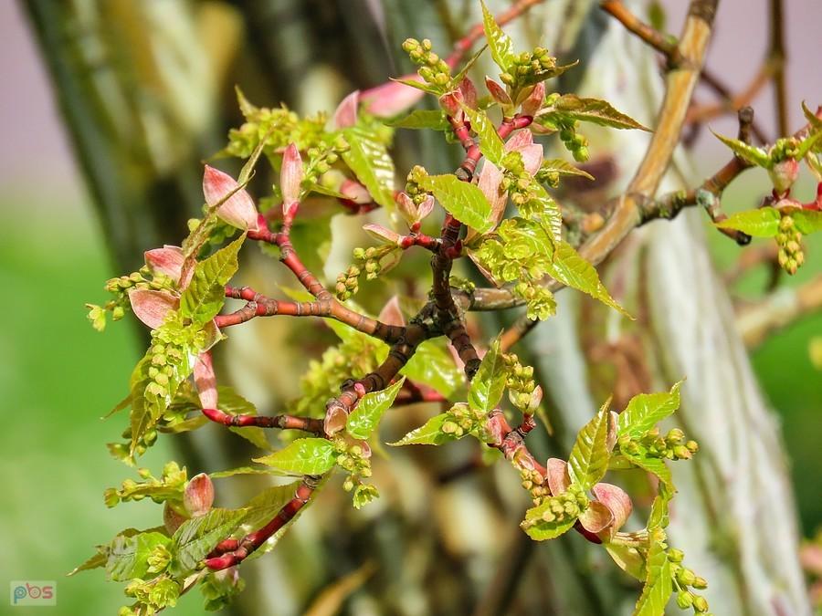 Acer davidii