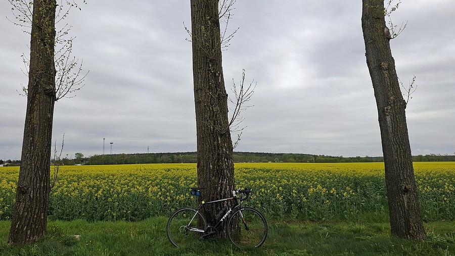 Rzepakowa rowerówka