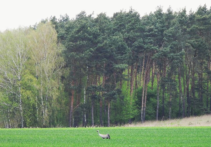 Landszafcik z żurawiem