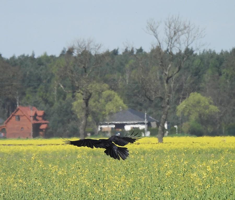 Kruk lądujący w rzepaku