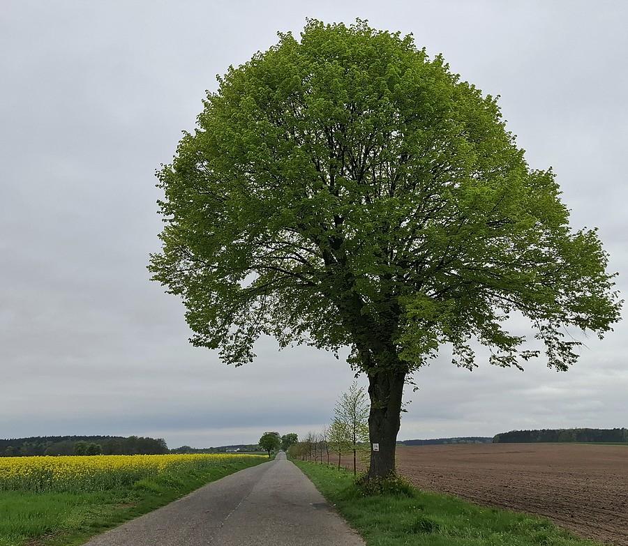 Pochmurnie w Lisówkach