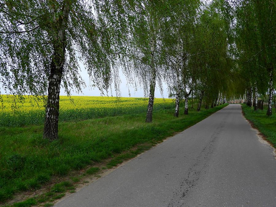 Brzozowa droga Bismark - Blankensee.