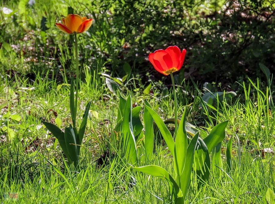 Tulipany na dawnych działkach pod Kopą Cwila