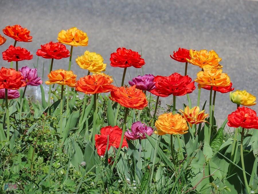 Tulipany pełne bardziej przypominają peonie