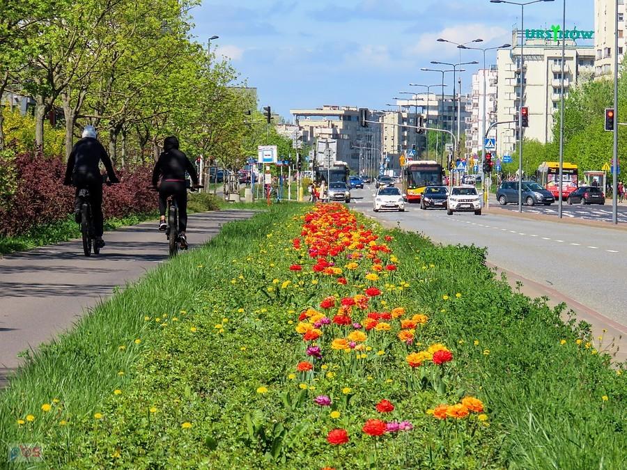 Tulipany przy DDR-ce w al. KEN