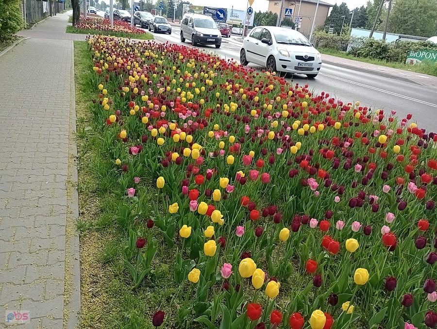 Tulipany w Zielonkach Parceli