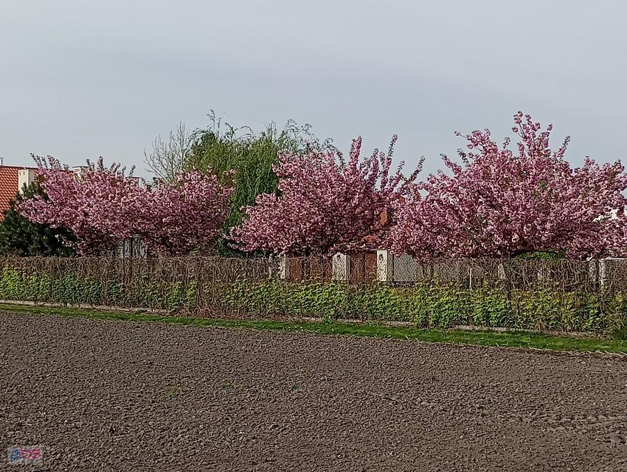 Wiosenne drzewka