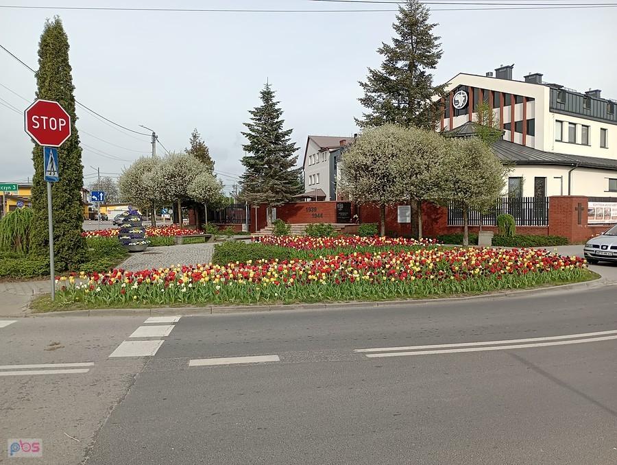 Tulipany na przydrożnych rabatkach