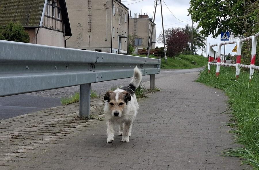 Biegnie, biegnie :)