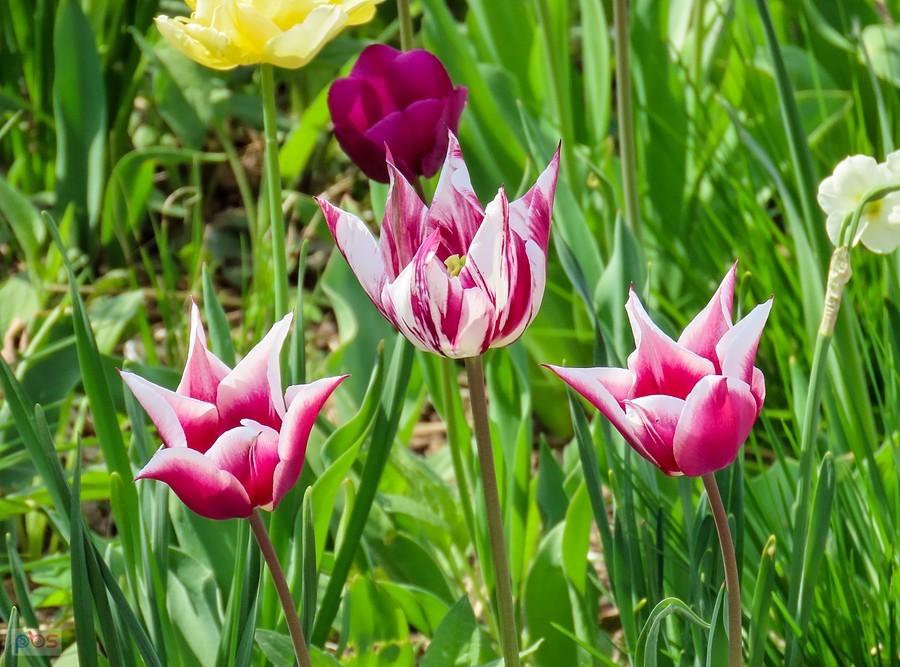 Tulipan jak landrynka