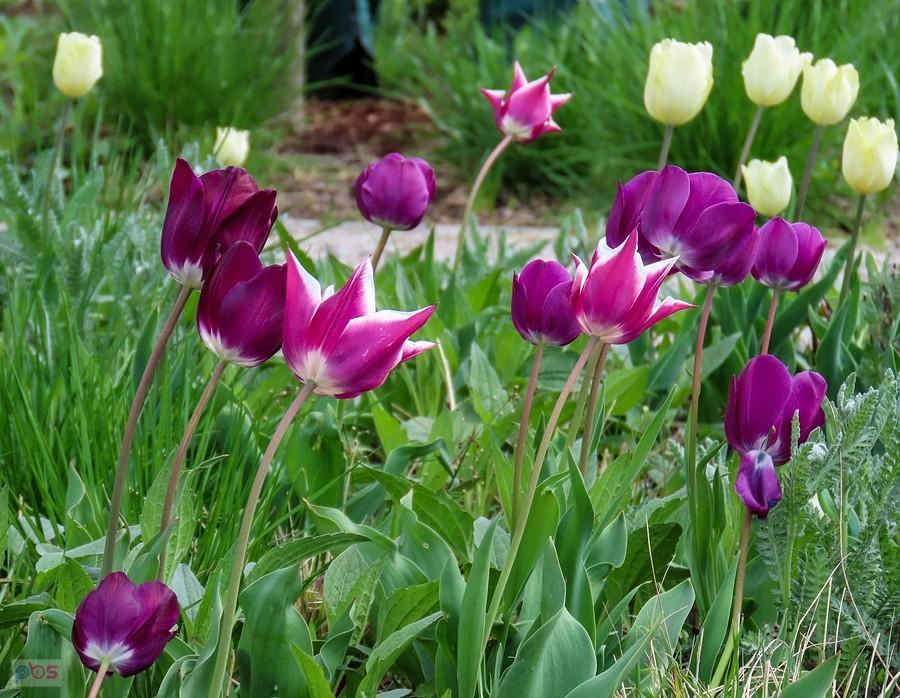 Tulipany purpurowe