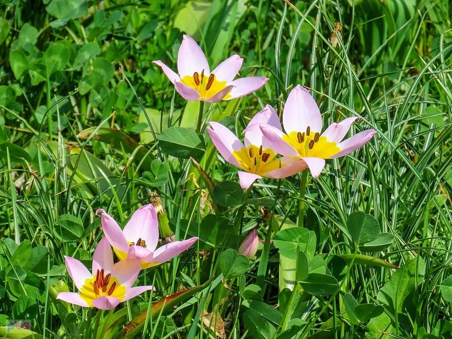 Tulipany skalne na ursynowskim trawniku