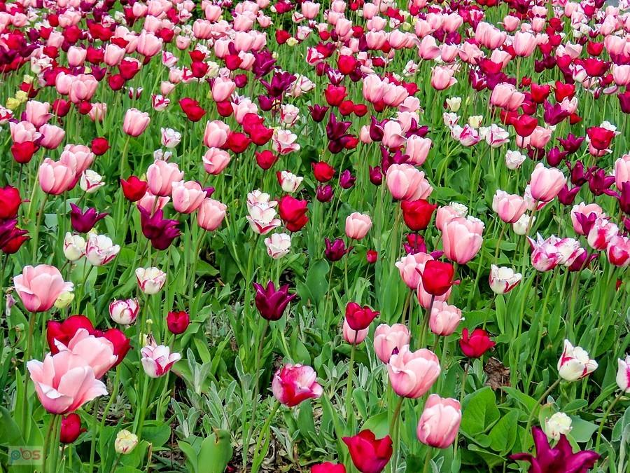 Tulipany na hinduskiej ulicy