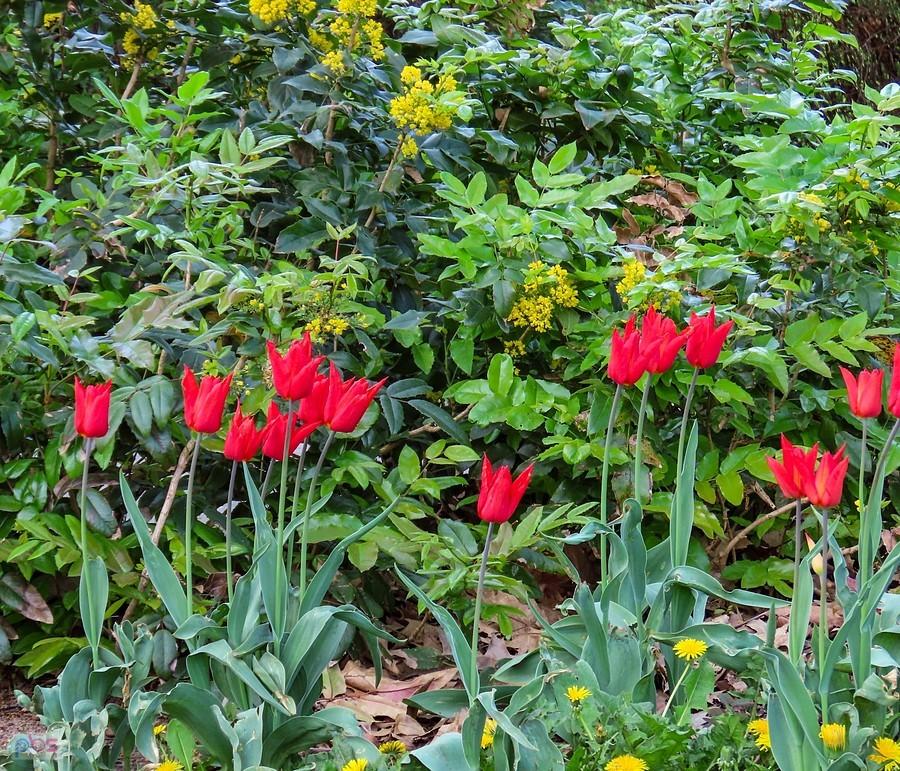 Tulipany z mahonią