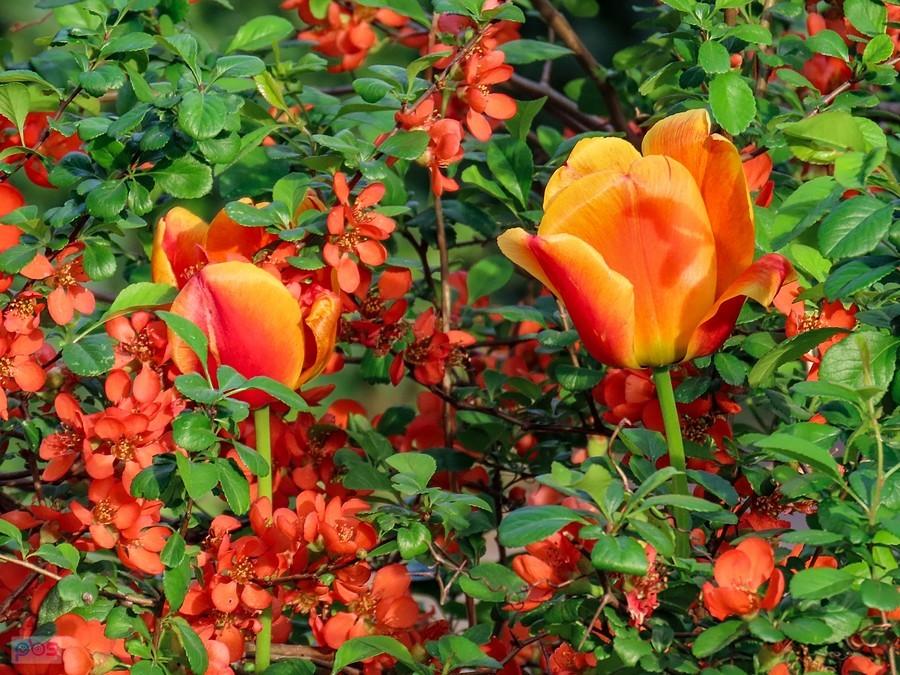 Tulipany mimetyczne w krzaku pigwowca