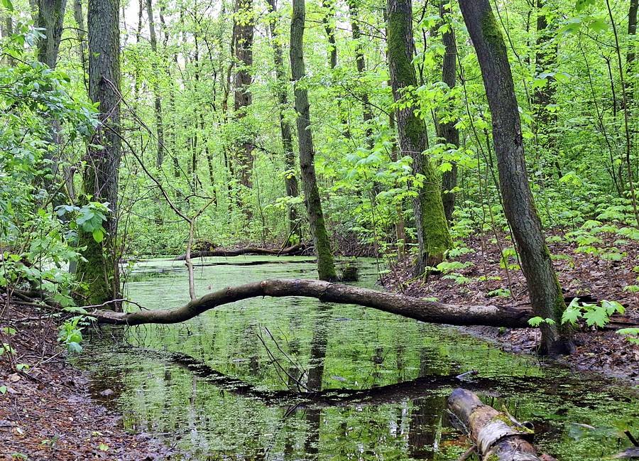 Fragment rezerwatu Żurawiniec