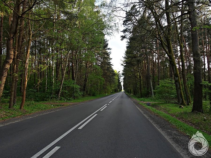 jakieś wiosenne te lasy