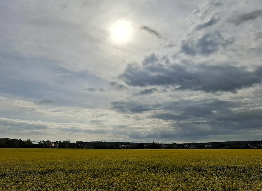 Zimne słońce nad rzepakiem