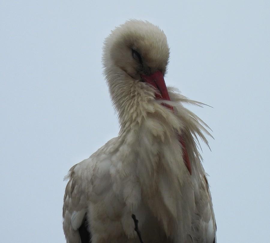 Portret śpiącego bociana