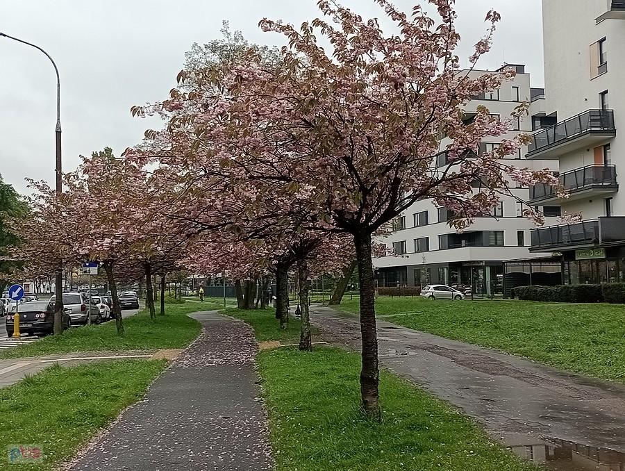 Wiosenne drzewka