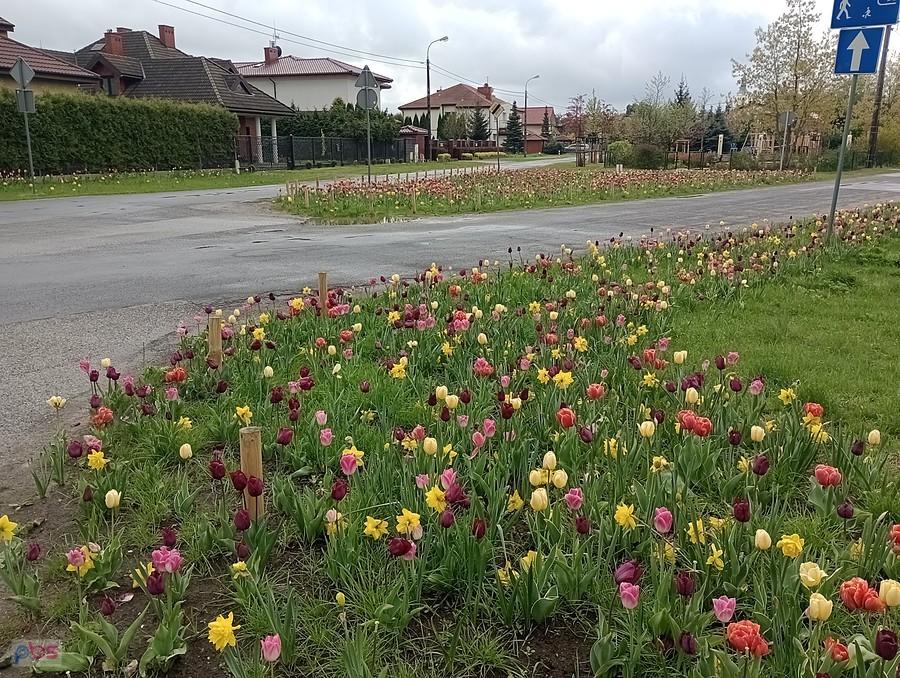 Tulipany w Kwirynowie