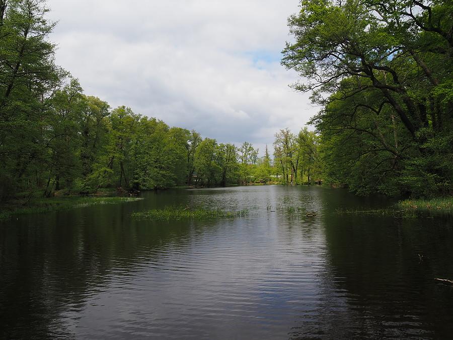 Staw w Parku Odra w Słubicach