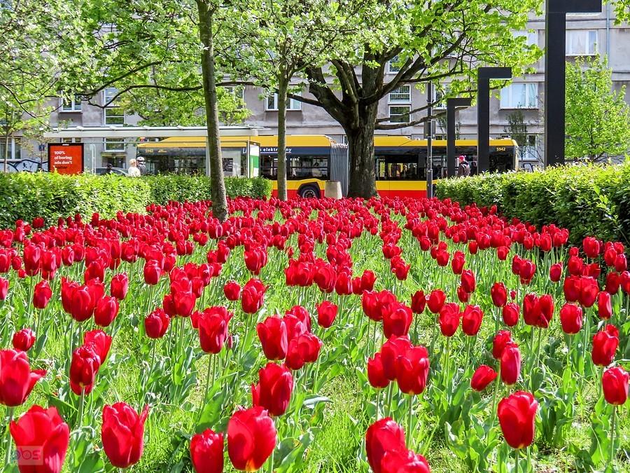 Tulipany odmiany Irena Sendler