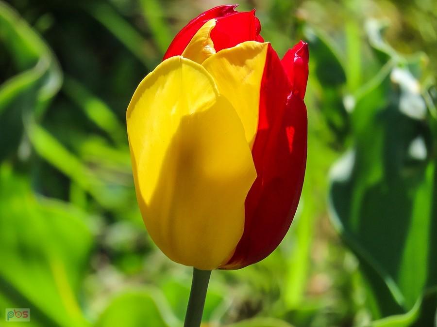 Unikalny kolor tulipana Irena Sendler