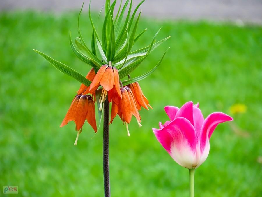 Szachownica i tulipan