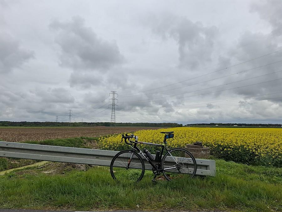 Rzepakowa szara rowerówka