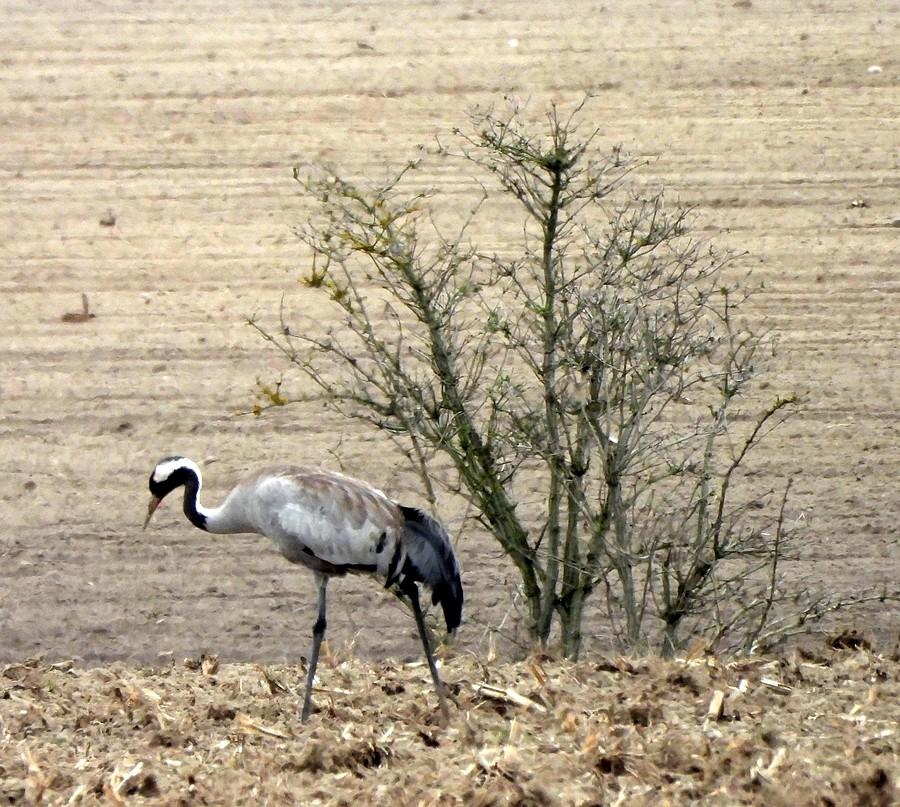 Żuraw pod krzakiem