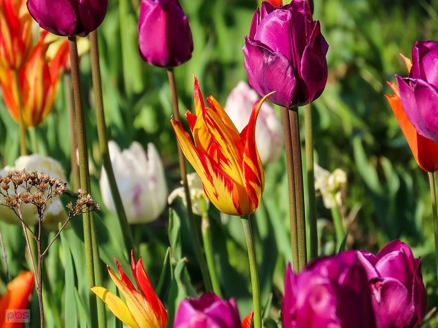 Pstrokaty tulipan
