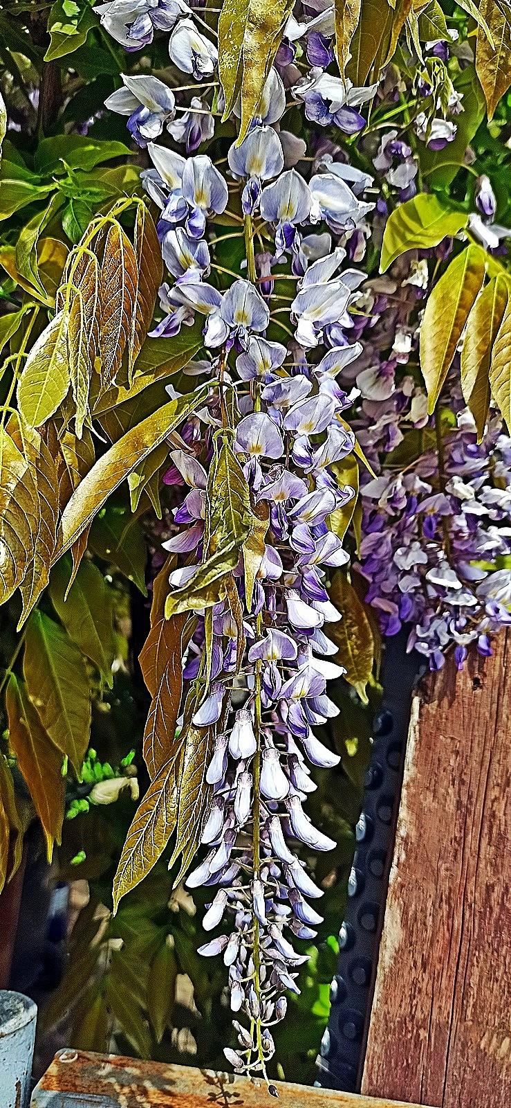 Glicynia
