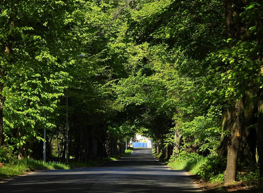 Drzewny tunel