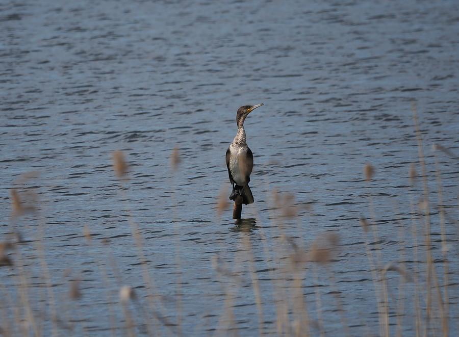 Kormoran na Stawach Ośniańskich