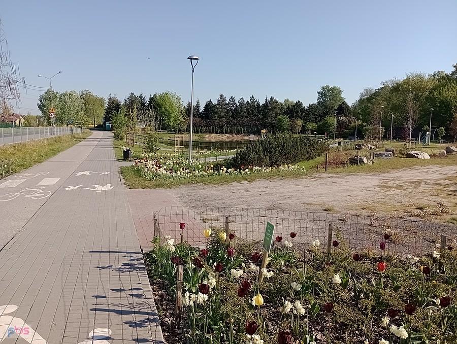 Kwiaty na terenie rekreacyjnym w Borzęcinie