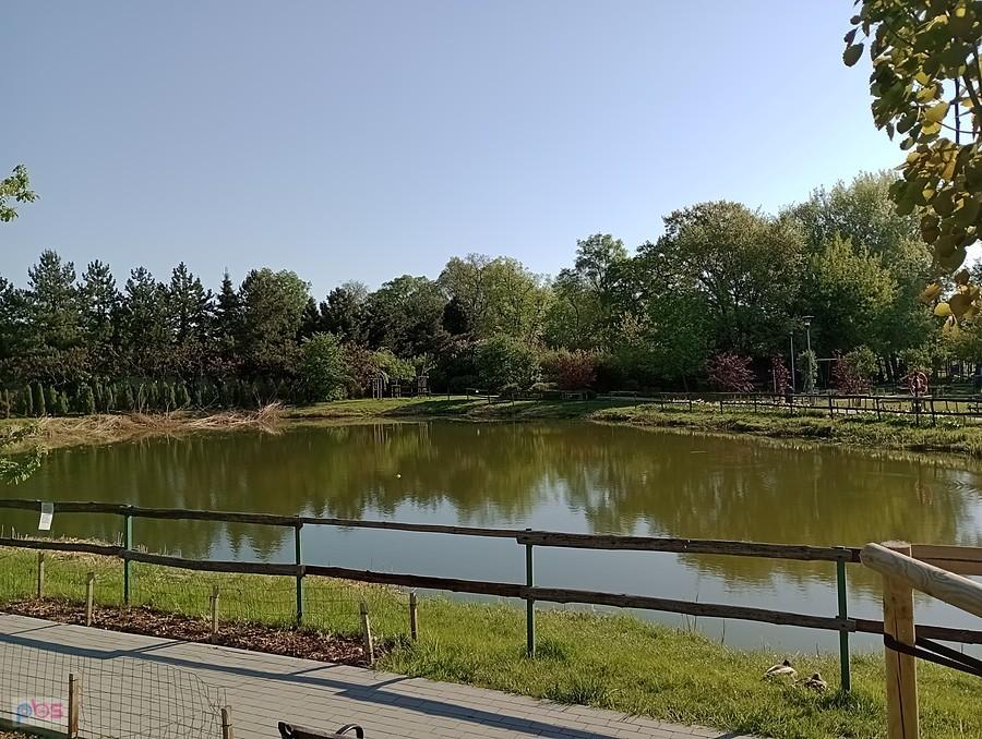 Staw w Borzęcinie