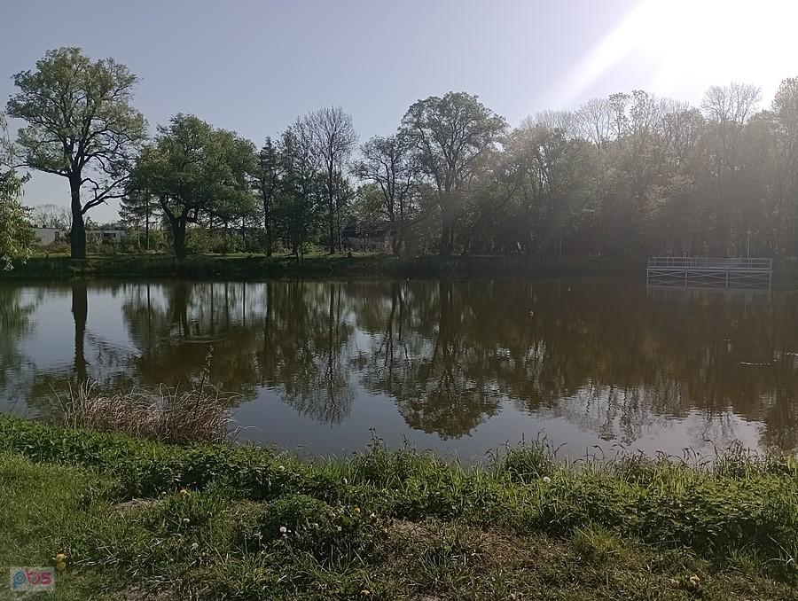 Staw w Ołtarzewie