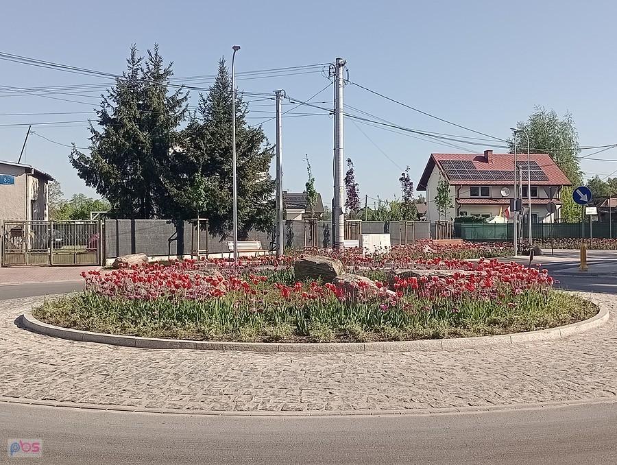 Tulipany na rondzie w Koczargach Nowych