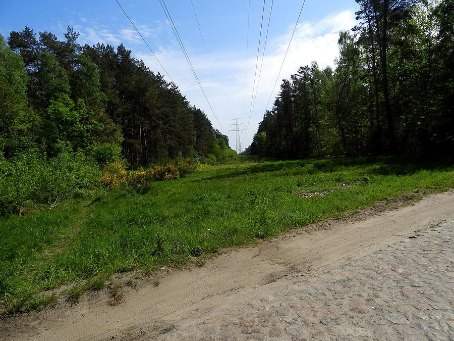 Linia wysokiego napięcia przez Puszczę Wkrzańską.