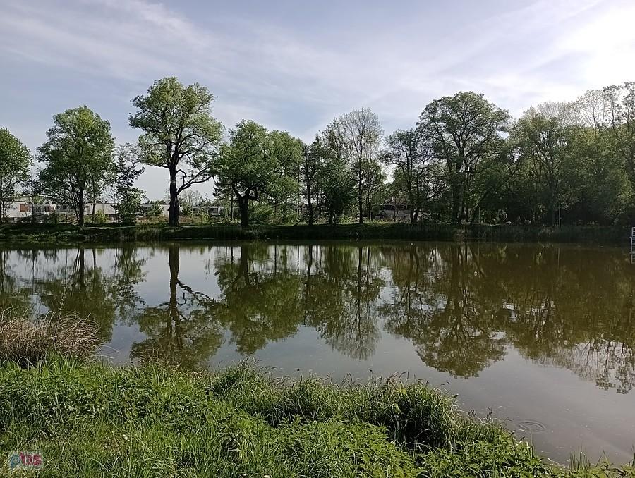 Staw w Ołtarzewie