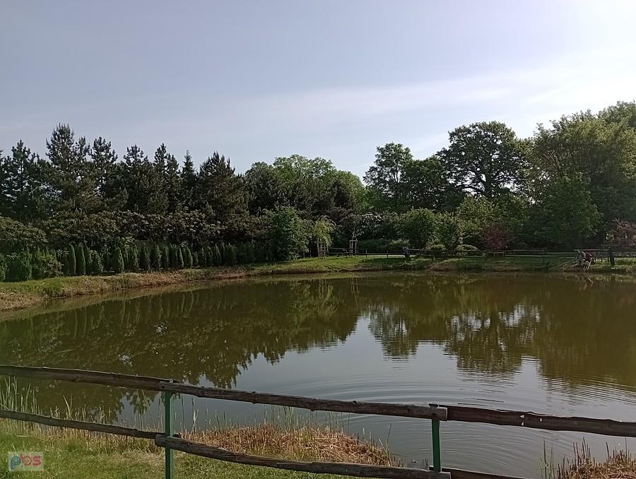 Staw w Borzęcinie